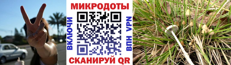 Псилоцибиновые грибы Cubensis магазин наркотиков Дубна